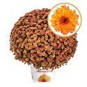 Afbeelding van Bolchrysant  P19 Orange